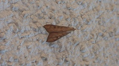 Antigastra catalaunalis