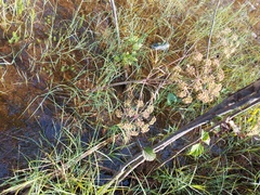 Cicuta virosa