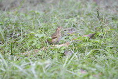 Anthus hodgsoni