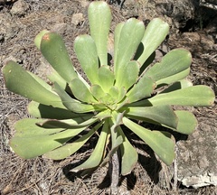 Aeonium