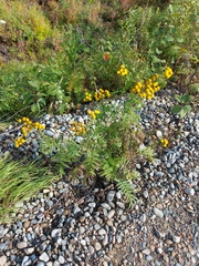 Tanacetum vulgare boreale