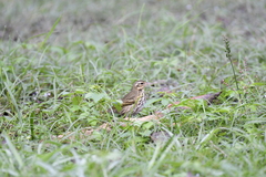 Anthus hodgsoni