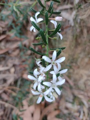 Philotheca hispidula