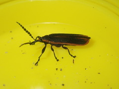 Rhinotiodes spinipennis