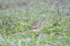 Anthus hodgsoni