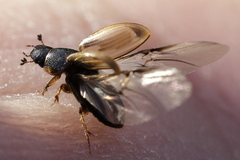 Melinopterus