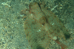 Dactyloptena orientalis