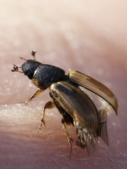 Melinopterus