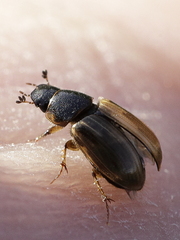 Melinopterus