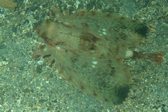 Dactyloptena orientalis