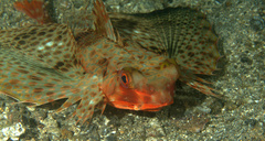 Dactyloptena orientalis