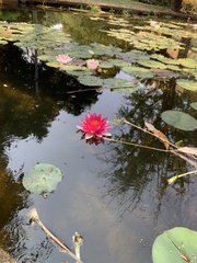 Nymphaea × marliacea