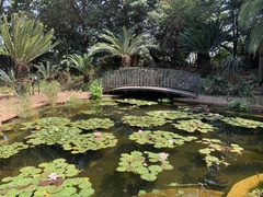 Nymphaea × marliacea