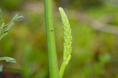 Microtis unifolia
