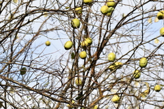 Pseudocydonia sinensis