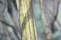 Pseudocydonia sinensis