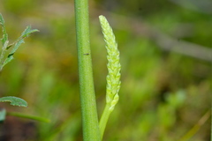 Microtis unifolia