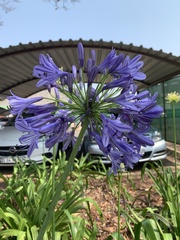 Agapanthus