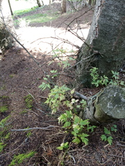 Clematis alpina sibirica