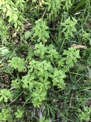 Euphorbia peplus