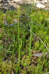 Microtis unifolia