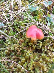 Hygrocybe acutoconica