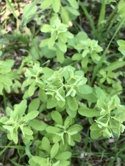 Euphorbia peplus