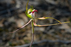 Caladenia tentaculata