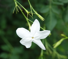 Jasminum officinale