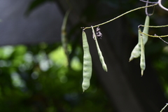 Wisteria sinensis