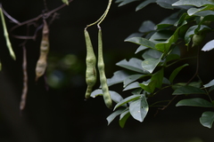 Wisteria sinensis