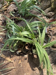 Hypoxis hemerocallidea