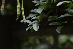 Wisteria sinensis
