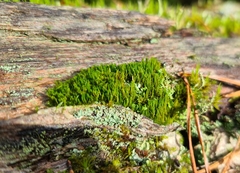 Dicranum flagellare