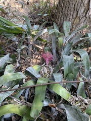 Aechmea fasciata