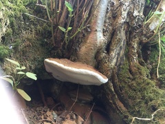 Ganoderma applanatum