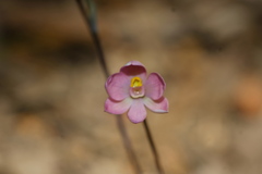 Thelymitra rubra