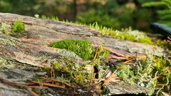 Dicranum flagellare