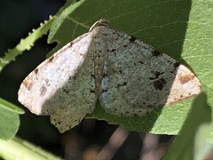 Macaria notata