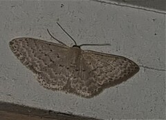Idaea philocosma