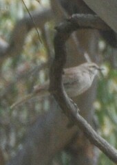 Cincloramphus mathewsi