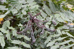 Berberis bealei