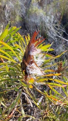 Protea longifolia