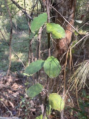 Thyrsanthella difformis