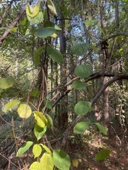 Thyrsanthella difformis