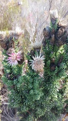 Phaenocoma prolifera