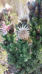 Phaenocoma prolifera