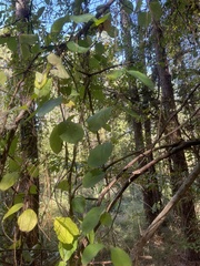 Thyrsanthella difformis
