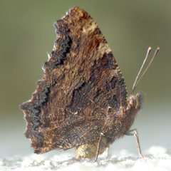 Nymphalis polychloros