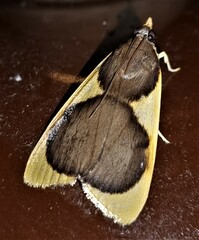 Prooedema inscisalis